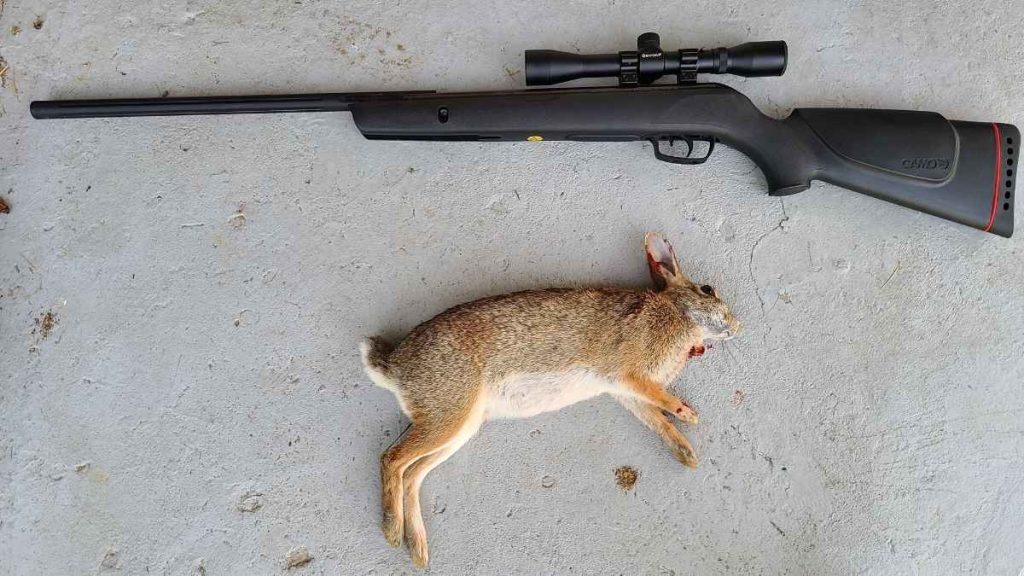 A black Gamo Varmint .177 hunting air rifle with a scope lies on a concrete surface above a dead rabbit.
The setting appears quiet, with a somber and still atmosphere.