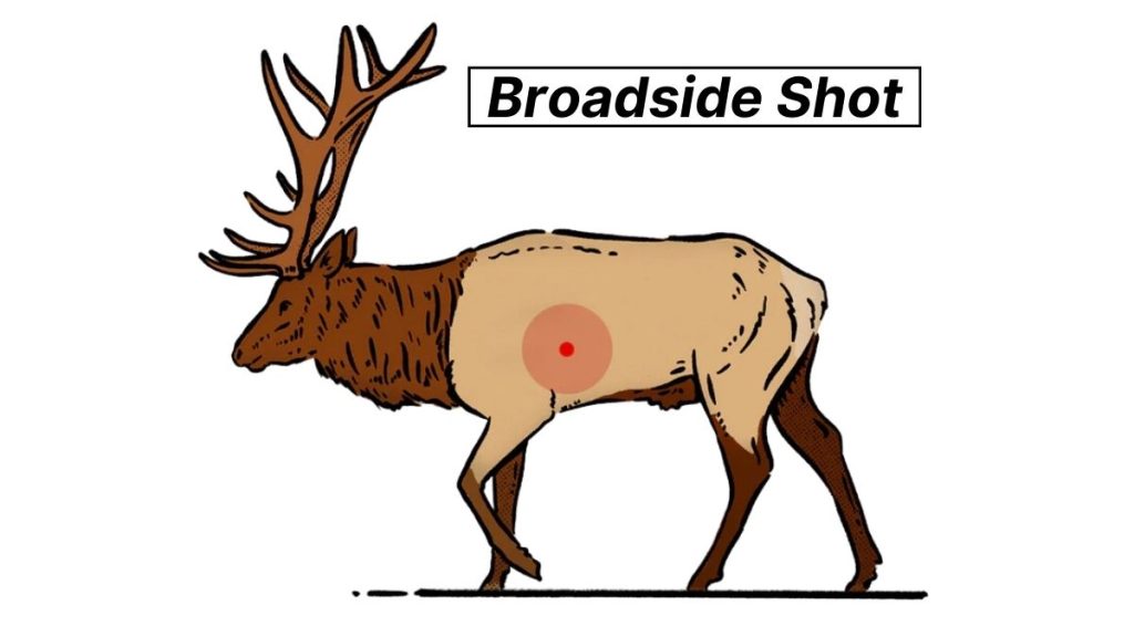 Broadside Shot on an Elk