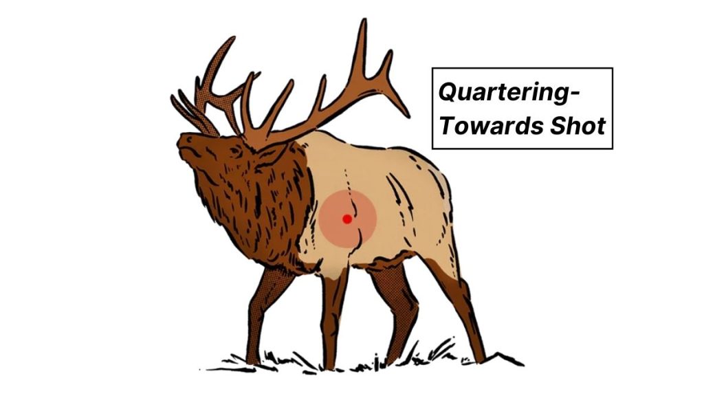 Quartering- Towards Shot on an Elk