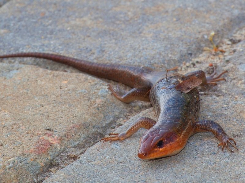 Lizard with glossy scales on a stone surface, a dry leaf on its back. The scene conveys a peaceful, natural ambiance under soft light.