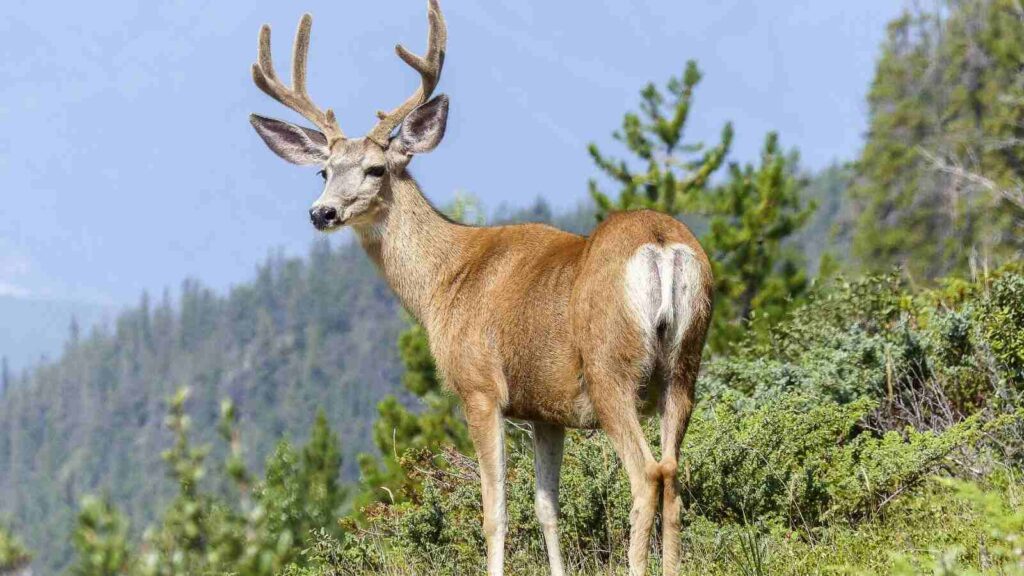 shooting elk