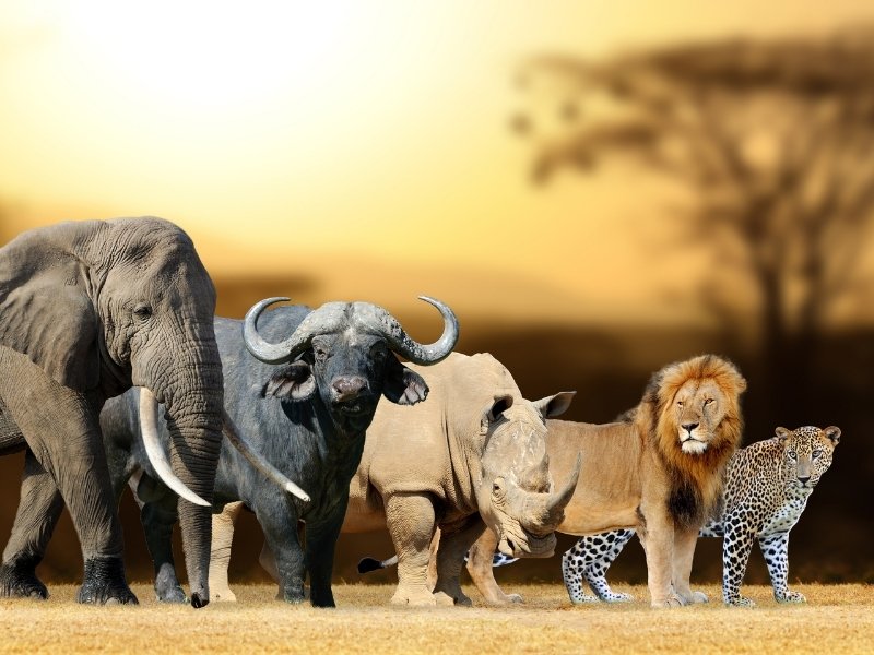A majestic display of African wildlife: elephant, buffalo, rhinoceros, lion, and leopard stand together on a savanna at sunset, evoking unity and power.