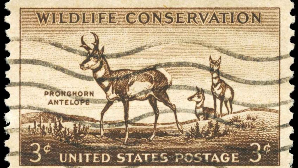 Ethical Pronghorn Hunting
