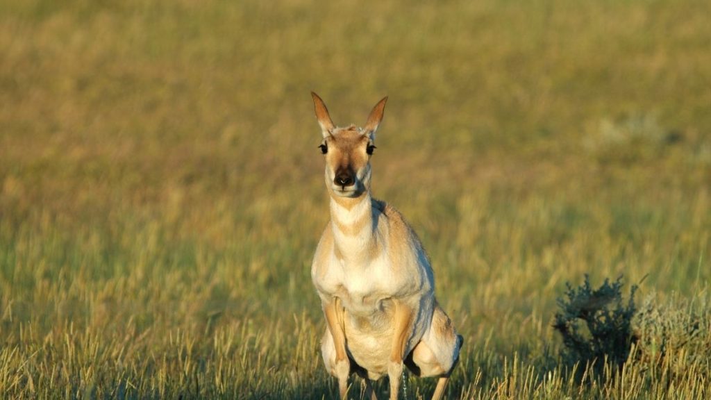 Pronghorn Behavior