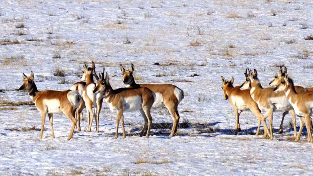 Pronghorn Hunting Area