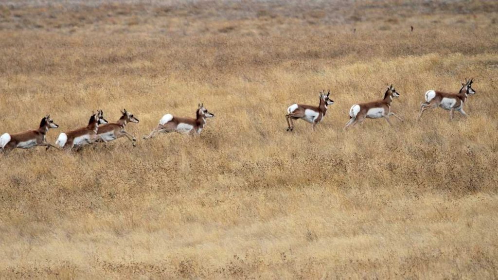 Pronghorn Hunting Methods