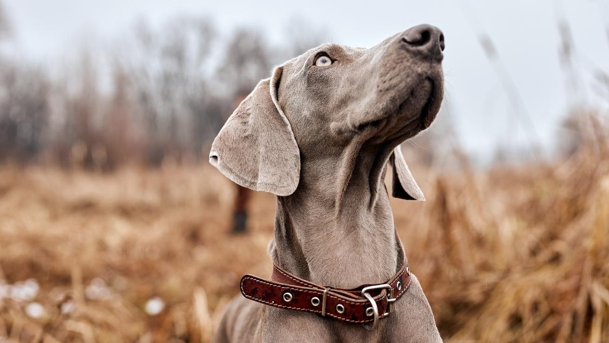Best Hunting Dog Breeds