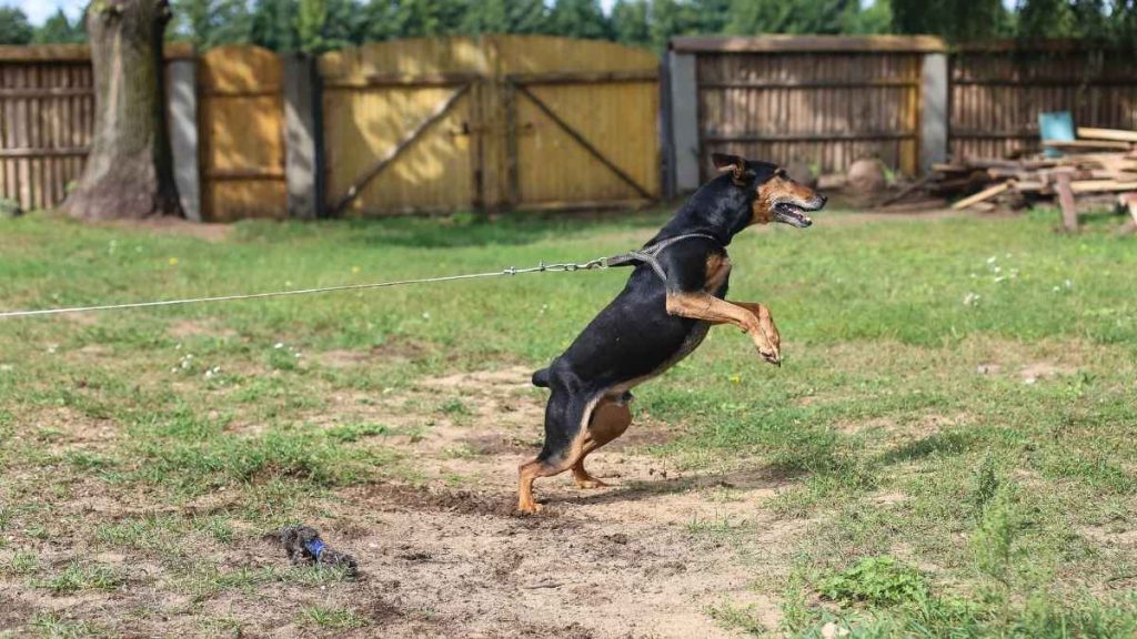 Hunting Puppies Guide