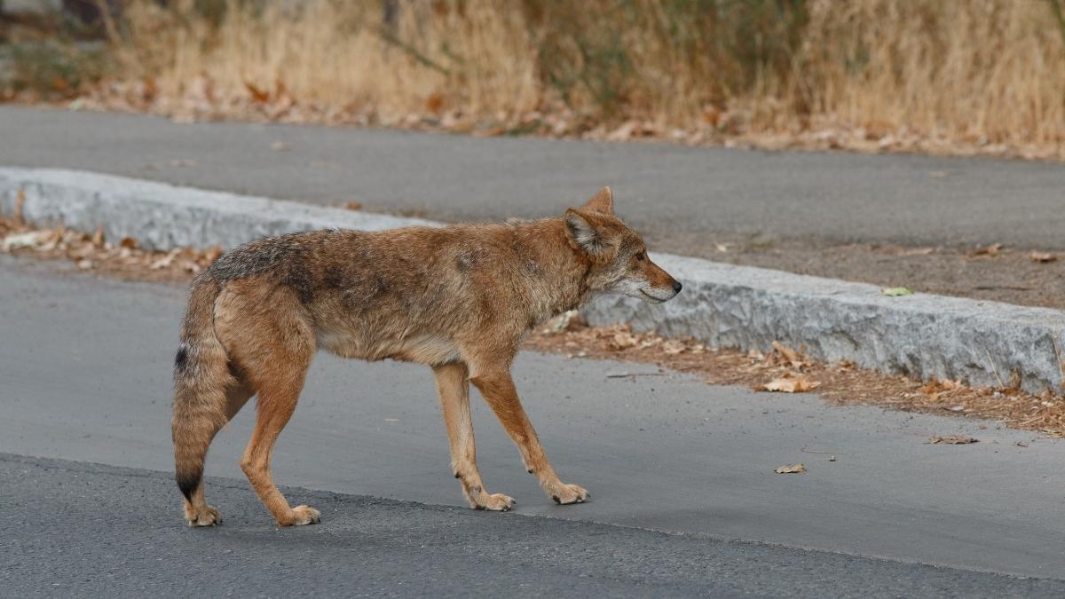 coyote hunting