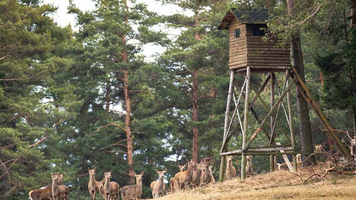 Tree Stand Hunting