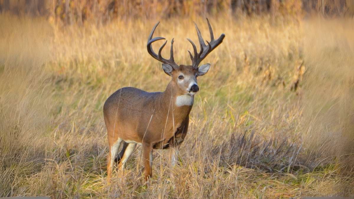 Deer hunting in Mississippi