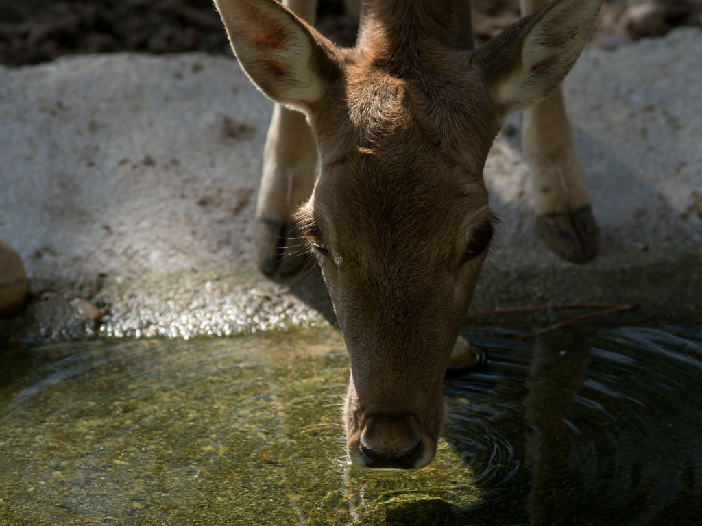 Attract Deer to Your Property with Water Source