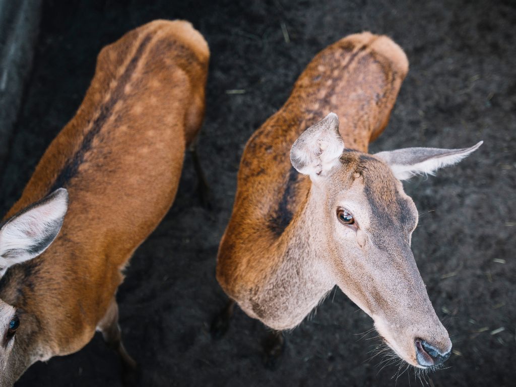 deer looking in cctv camera