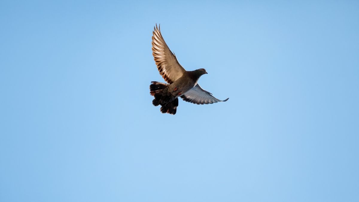dove hunting season