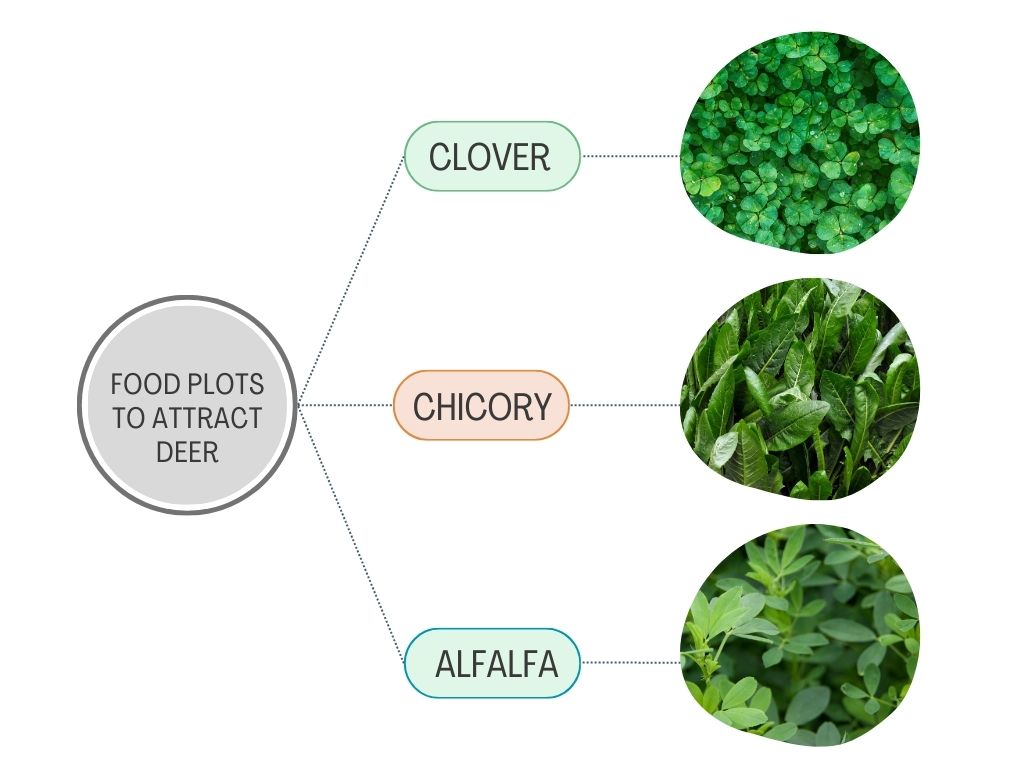 food plots to attract deer infographics