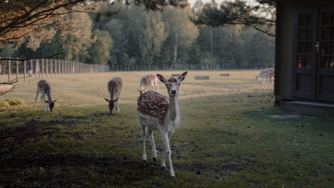 how to attract deer to your property fast