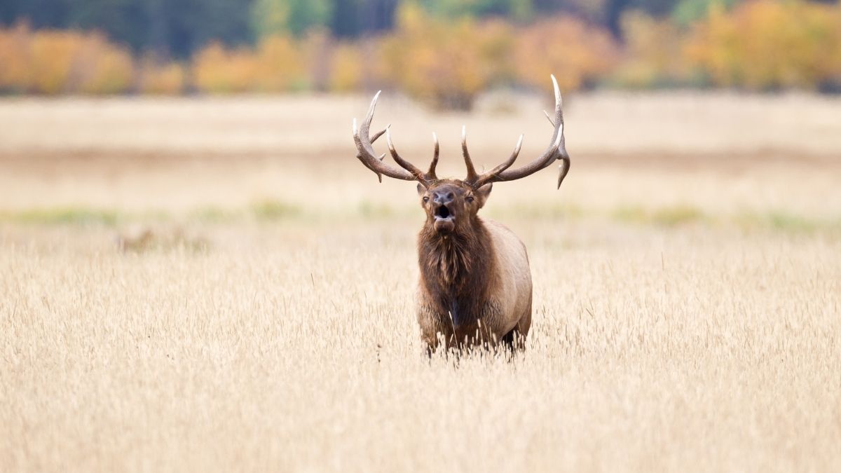 Still Hunt Elk