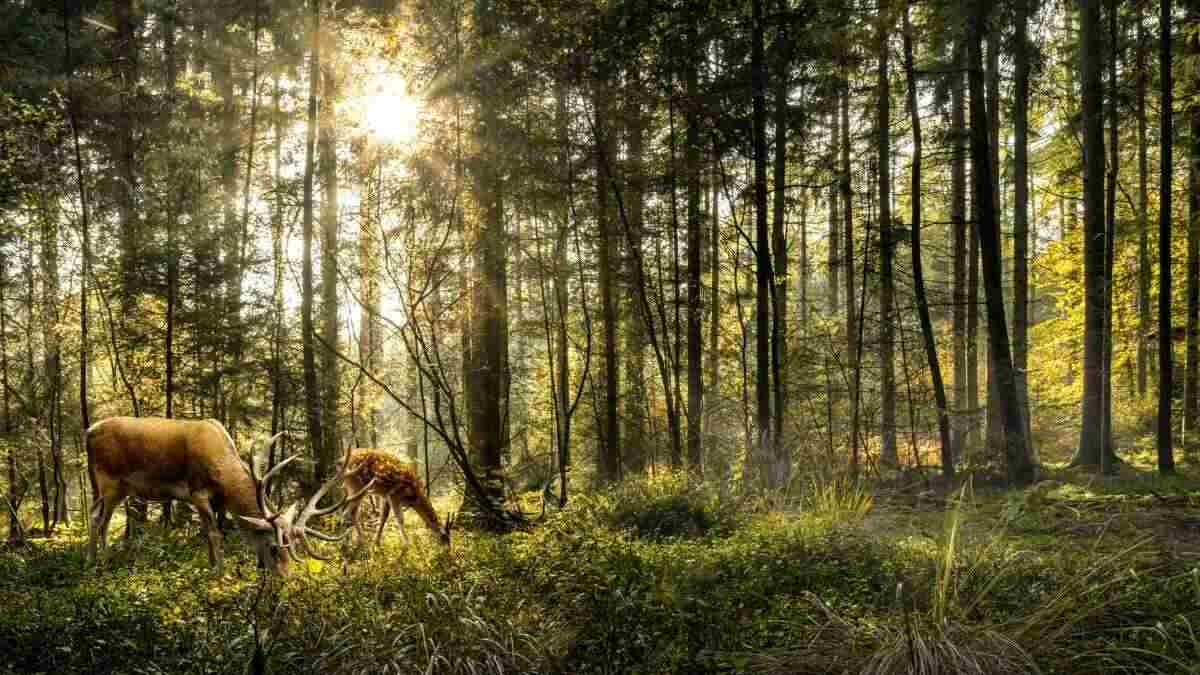 understanding animal behavior