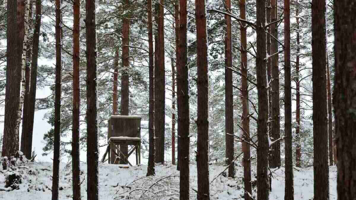 forest scene showing treestand during crossbow hunting in cold weather