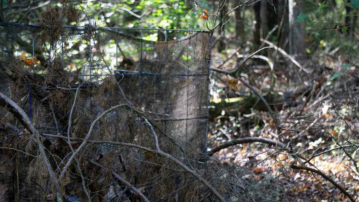 ground blind