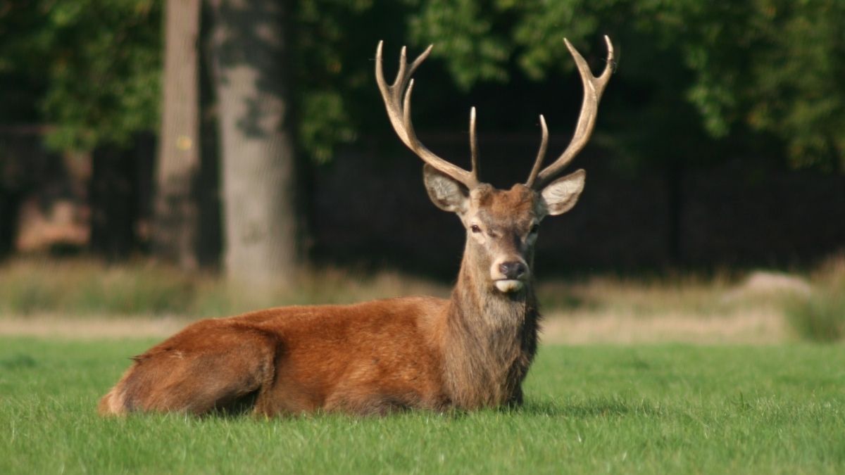 hunting deer in cold weather