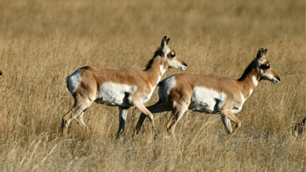 Pronghorn Hunting