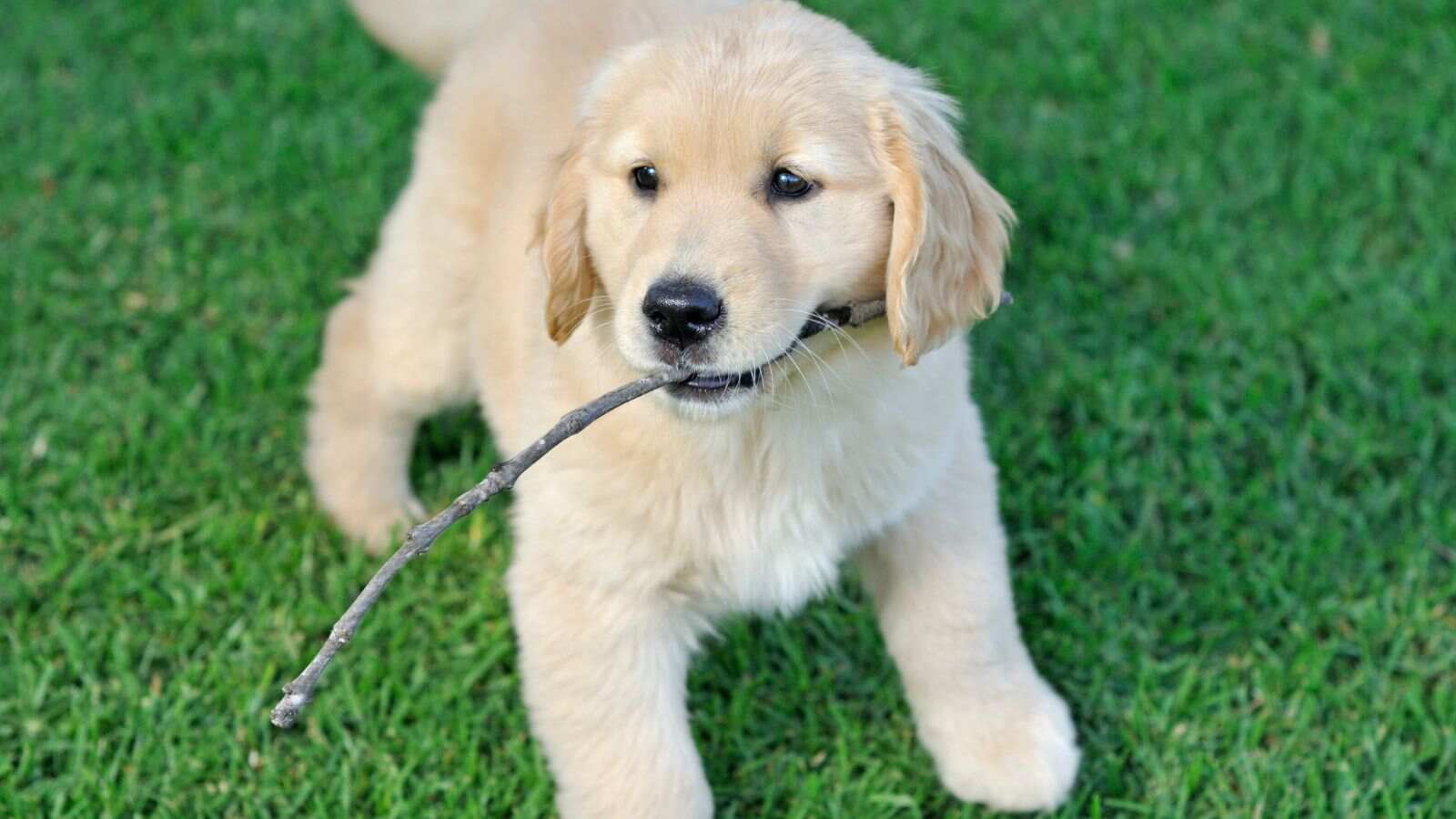 Hunting Puppies Guide
